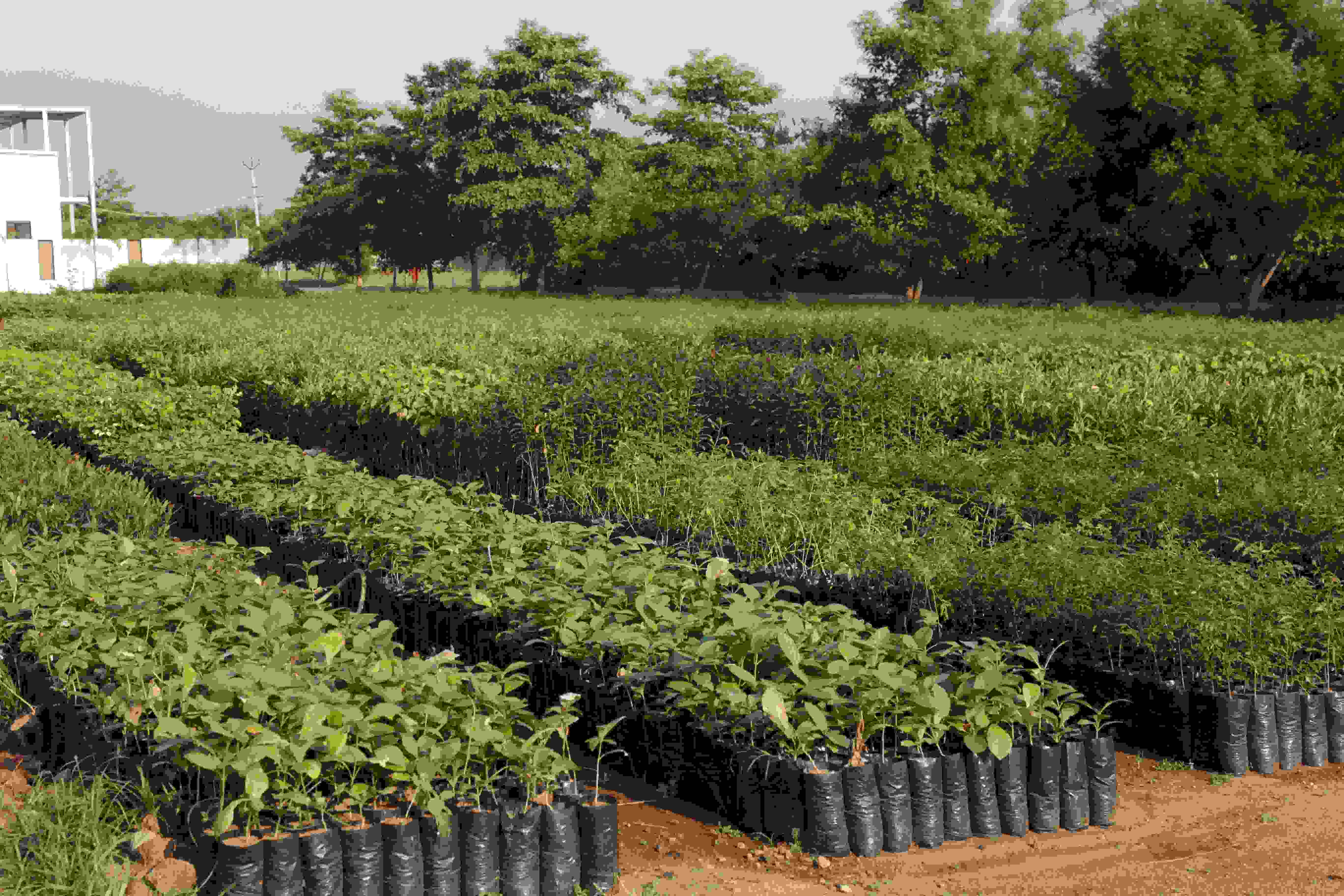 Urban sapling plantation